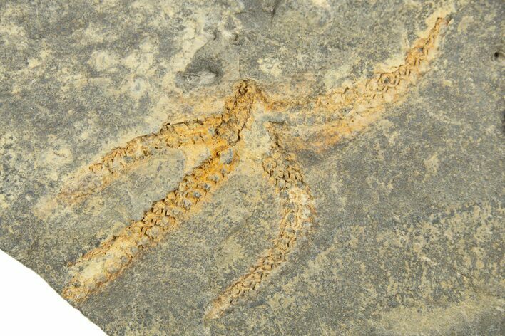 Ordovician Brittle Star (Ophiura) - Morocco #312524